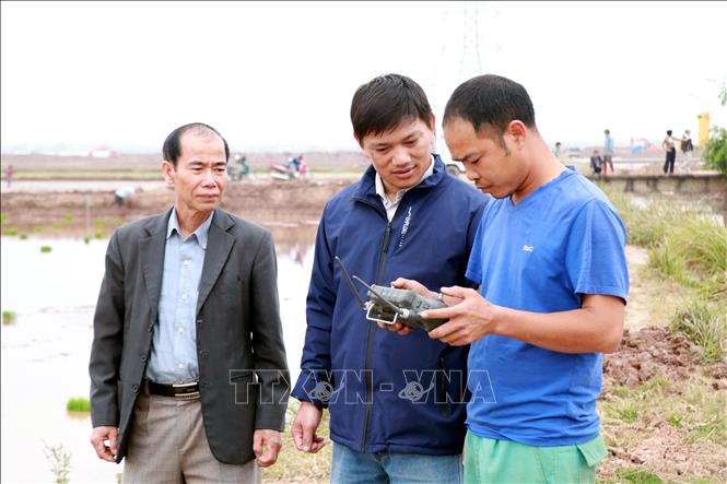 Anh Lương Xuân Trường (giữa) theo dõi quá trình sạ lúa bằng thiết bị điều khiển. (Ảnh: Nguyễn Lành/TTXVN)
